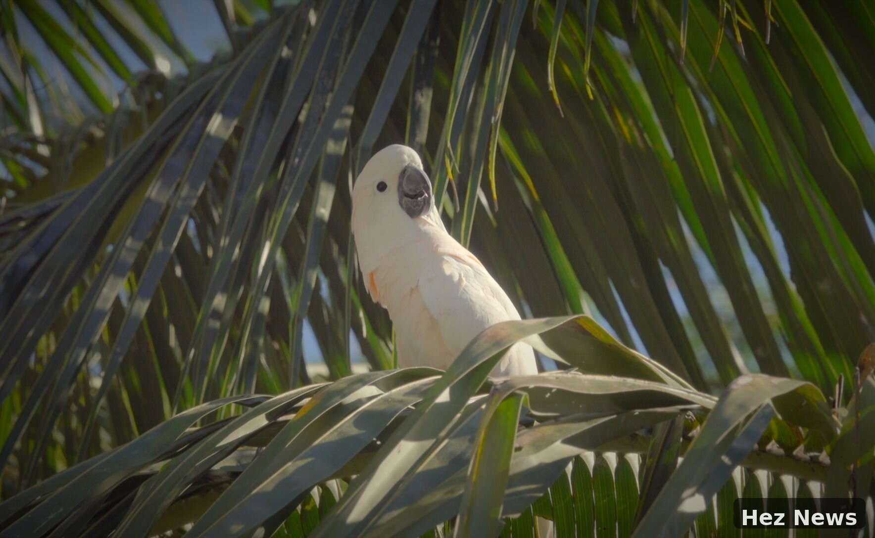 Indigenous Communities Protect Rare Cockatoos in Indonesia