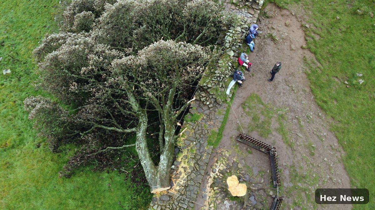Three Years Since Sycamore Gap Tree Was Felled