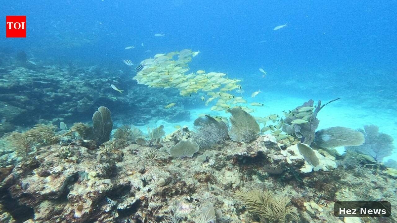 Florida Diver Cultivates 25,000 Corals for Reefs