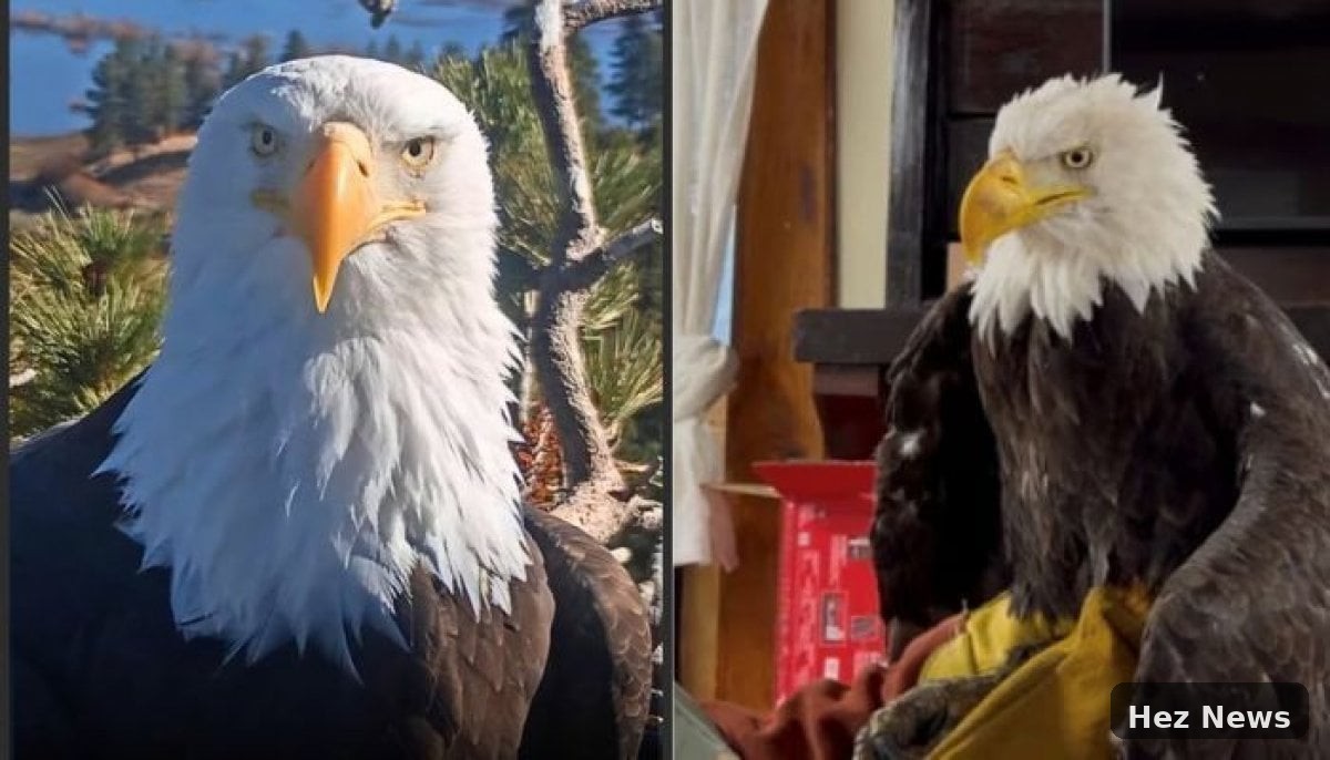 New Insights into Jackie the Big Bear Eagle's Death