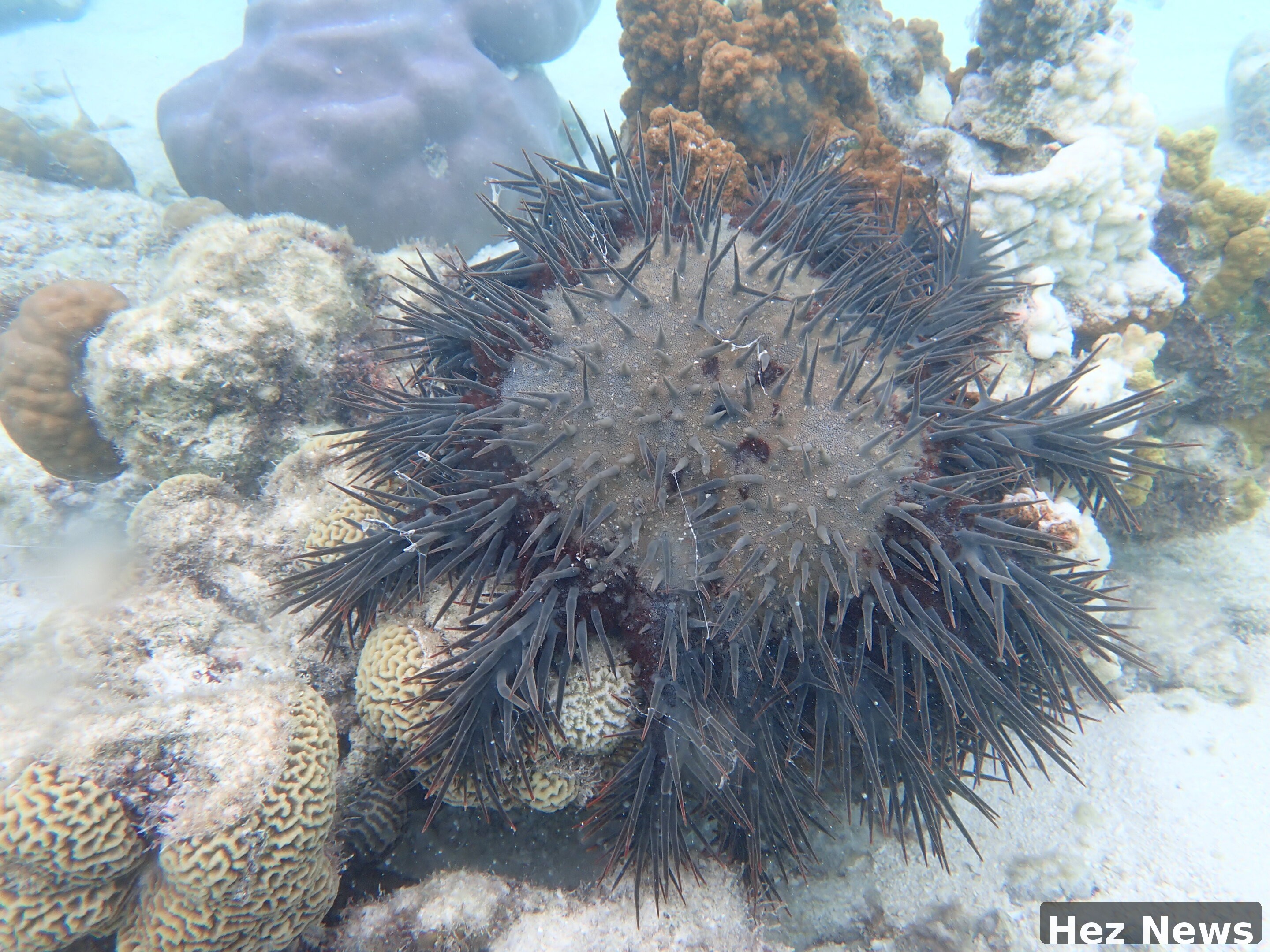 Crown-of-thorns Starfish: A New Perspective on Coral Reefs