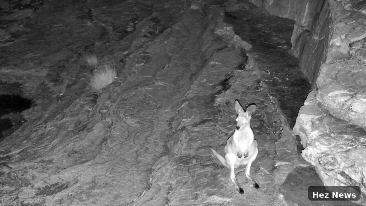 Global Livestream Showcases Remote Australian Waterhole