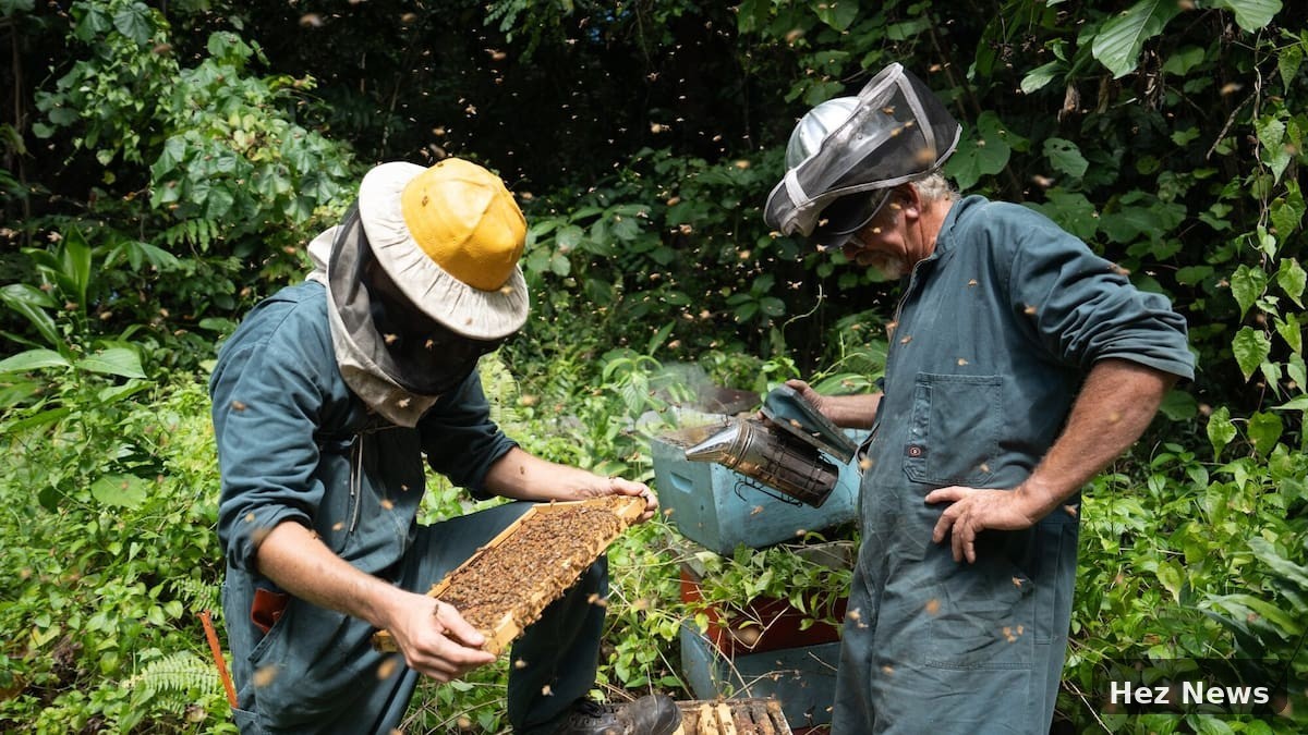 Niue's Bee Sanctuary: A New Haven for Pacific Honey