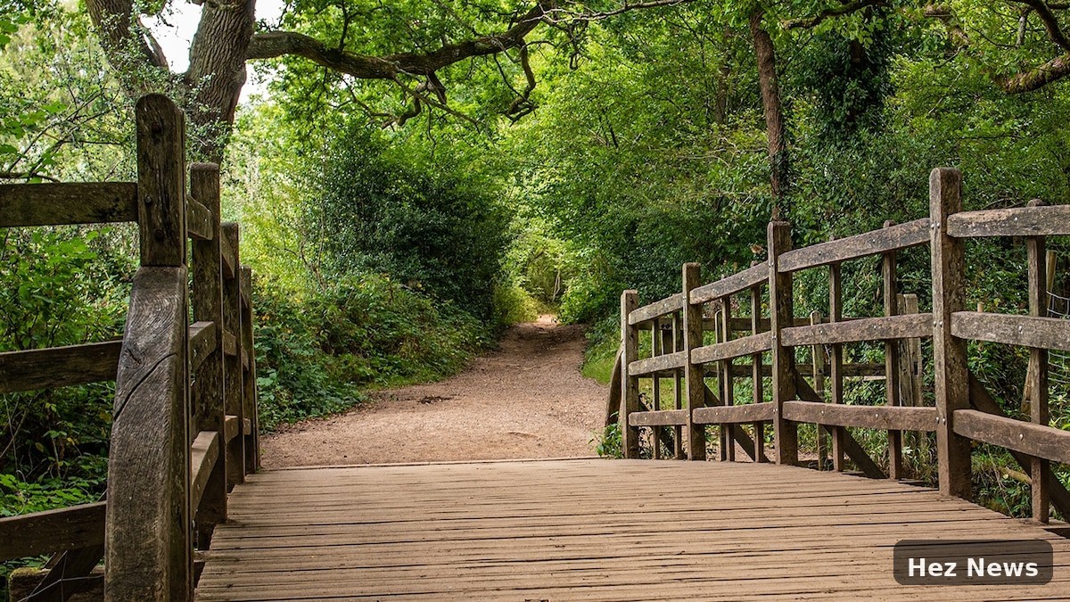 Explore the Real Hundred Acre Wood Inspired by Pooh