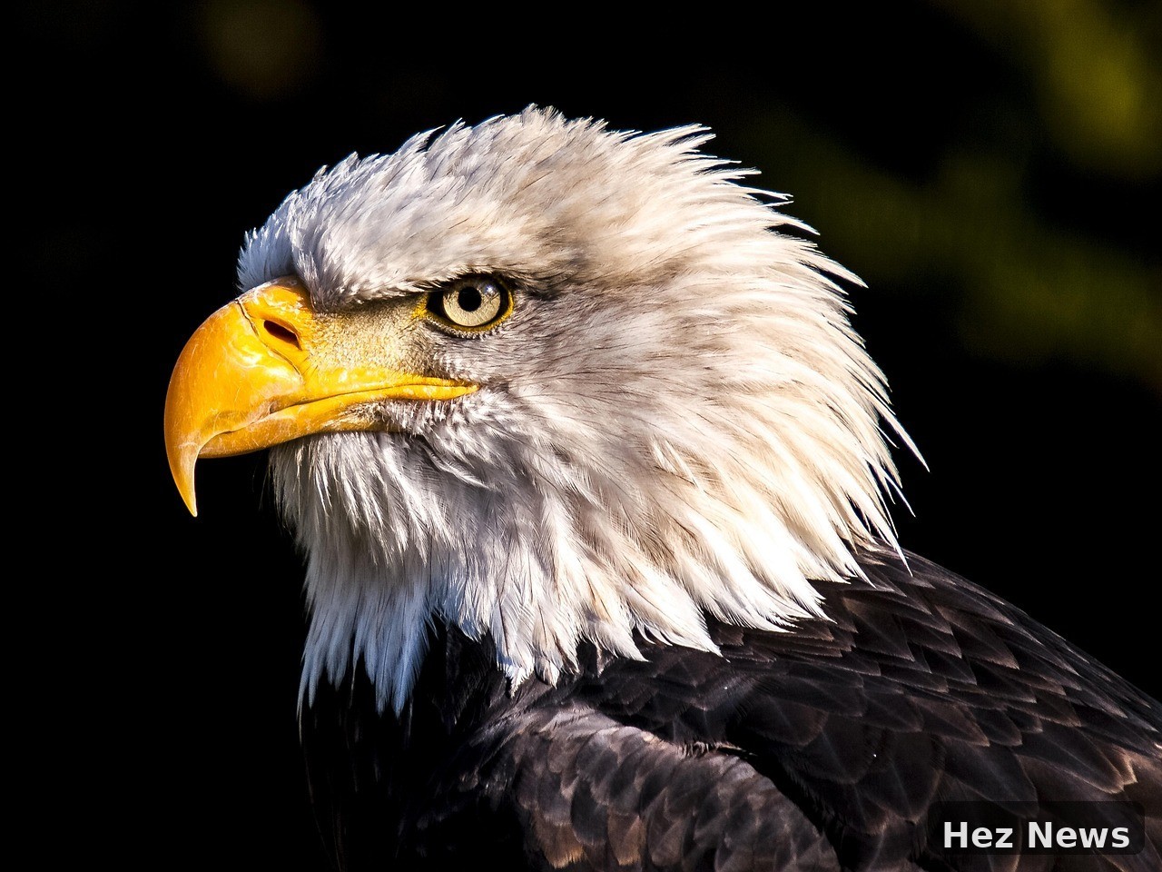 World's Largest Bald Eagle Gathering in Canada