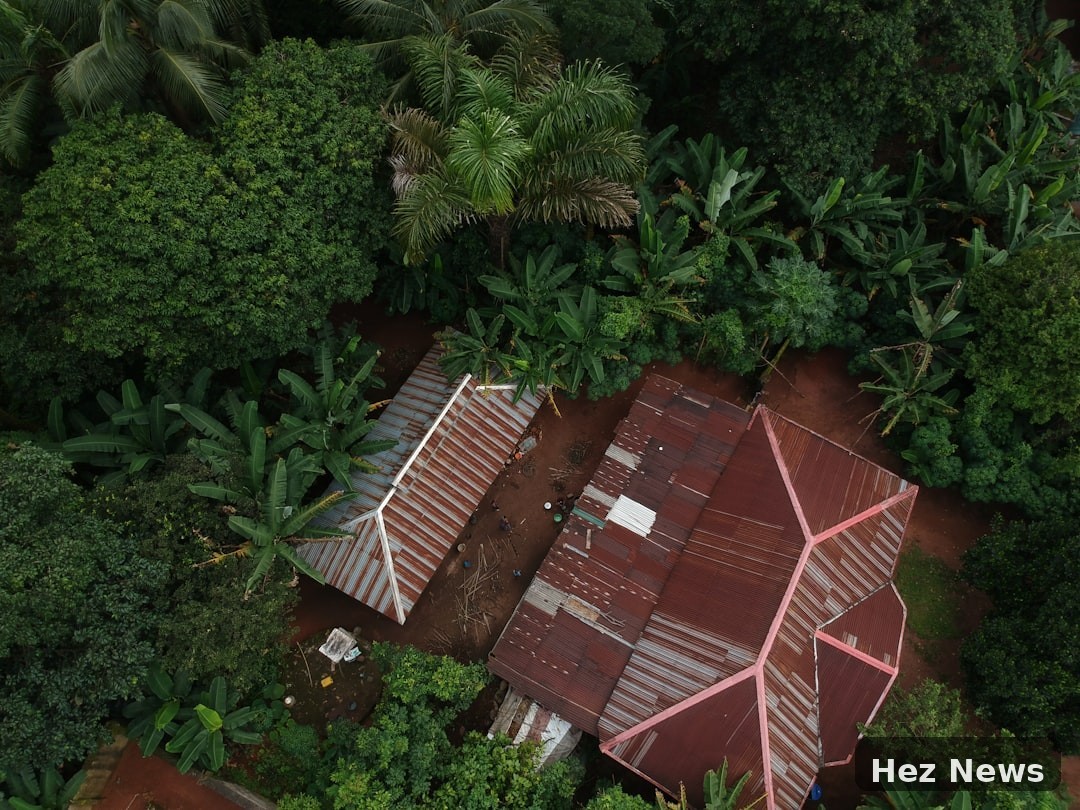 Ancient Forest Collapse: Lessons for Today's Ecosystems