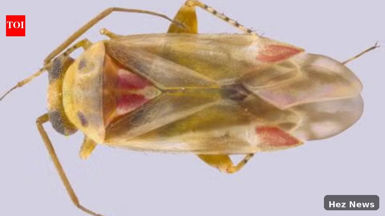 New Insect Species Named After Taylor Swift