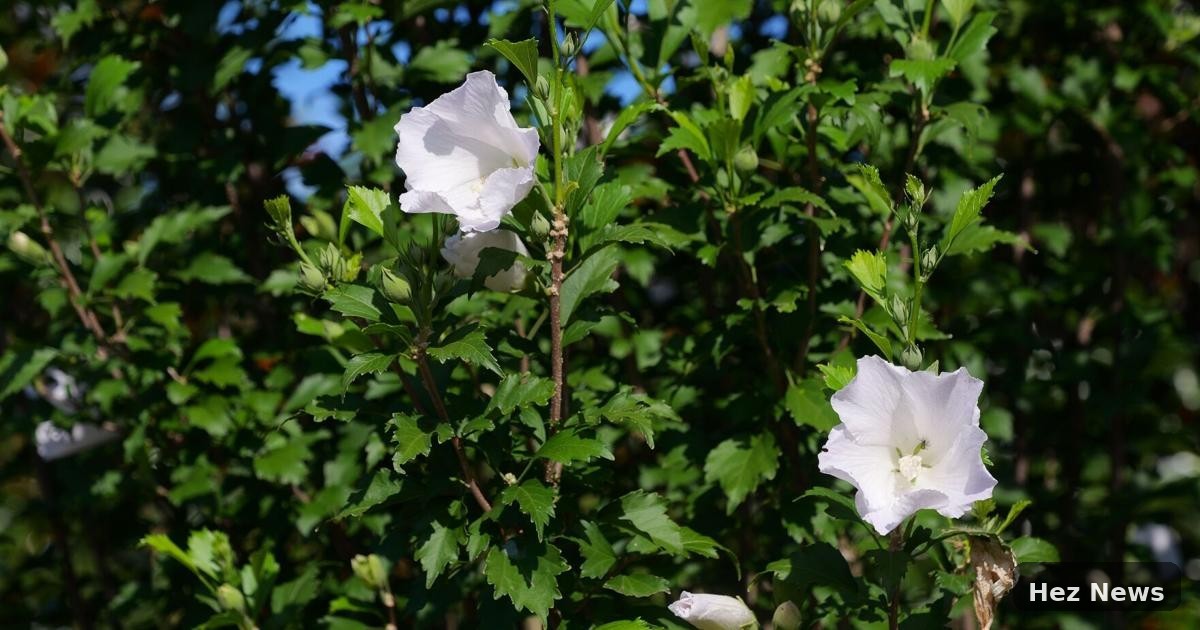 Rediscovering Althea: A Timeless Garden Classic